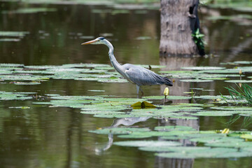 Héron cendré, Ardea cinerea, Grey Heron