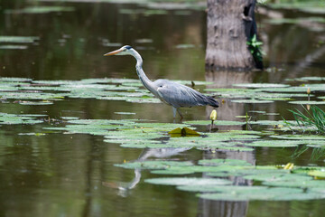 Héron cendré, Ardea cinerea, Grey Heron