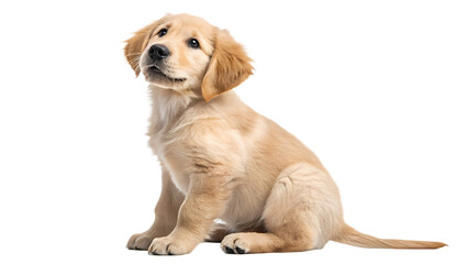 Curious Golden Retriever Puppy Sitting Attentively &ndash; Transparent Background PNG

