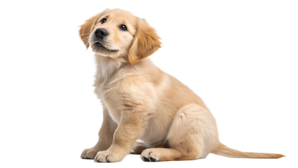 Curious Golden Retriever Puppy Sitting Attentively – Transparent Background PNG

