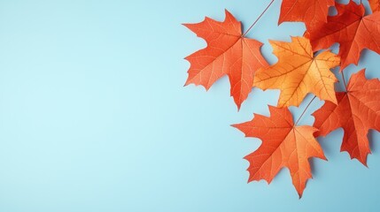 Colours Fiery red maple leaves contrasting against a bright blue autumn sky.