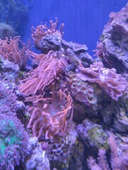  big iguana, reptile terrarium, zoo