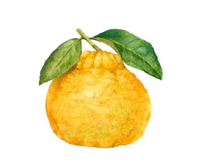 Hand-Painted Watercolor Ugli Fruit Botanical Illustration Isolated on White