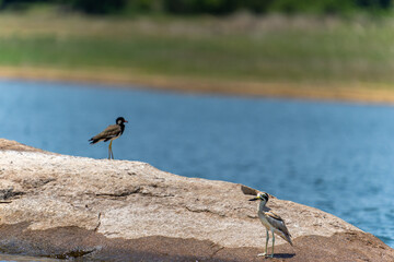 Great thick knee, or Esacus recurvirostris on rock with defocused red-wattled lapwing in background
