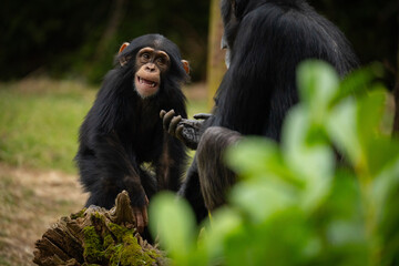 Baby Chimpanzee With Mum Cute