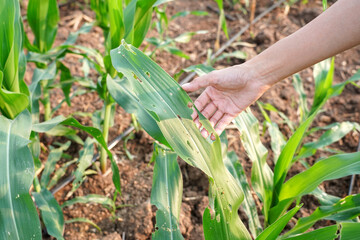 Woman hand holding corn leaf for checking pests and diseases in cultivated agricultural field. Close up.