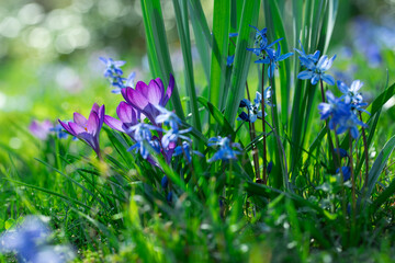 polanka z leśnych kwiatów, cebulica i krokusy, Siberian onion, crocuses	
