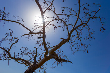 closeup dry pine tree branch with cones in light of sparkle sun on blue sky background