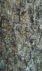 Pattern of dried brown bark wood.Cracked wood texture, big tree rough surface.Template for design. Abstract nature background. Beautiful pattern.Space for work.Banner.Wallpaper. Vertical.
