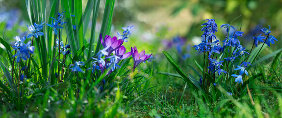 polanka z leśnych kwiatów, cebulica i krokusy, Siberian onion, crocuses	 - obrazy, fototapety, plakaty