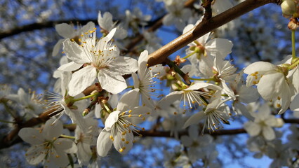 Białe kwiaty na niebie- white flowers on the sky © Sylvana