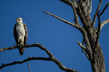 Martial Eagle in South Luangwa