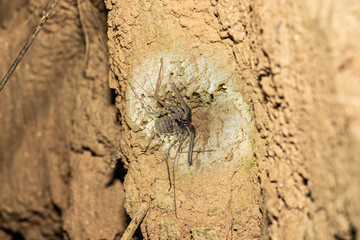 Tailless whip-scorpion on spotlight on bank at night
