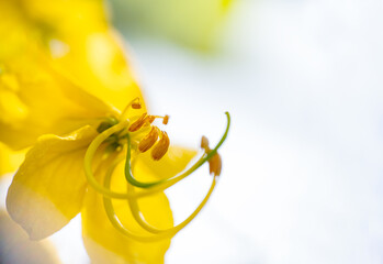 Close up of flower of Bahava plant tree also known as Cassia fistula commonly known as Golden...