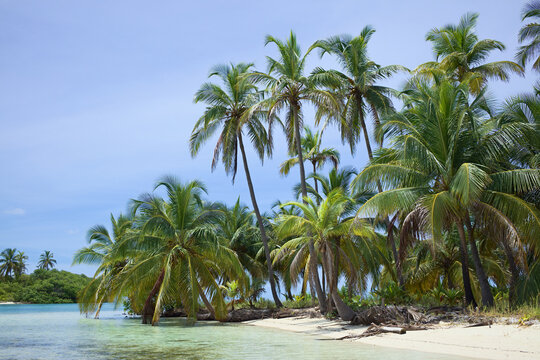 Sandy beach with coconut palm trees in the San Blas (Kuna Yala) island group along the Caribbean coast of Panama