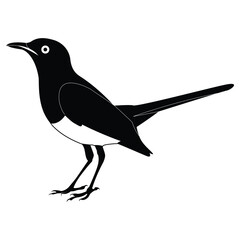  Magpie Bird vector coloring book design