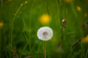 Bright dandelion puff stands alone in a green meadow filled with vibrant wildflowers on a sunny day