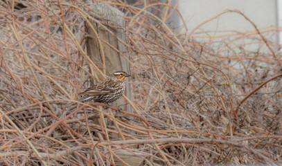 Female Red Winged blackbird in the vines