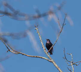 Starling perched in the afternoon sun
