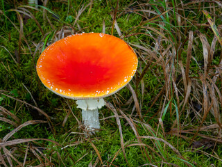 Bright red mushroom in lush grassland near Hradec Králové, Czechia