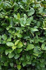 Boxwood hedge with dense green leaves. Natural background of lush evergreen foliage. Perfect for gardening, landscape design, or eco concepts.