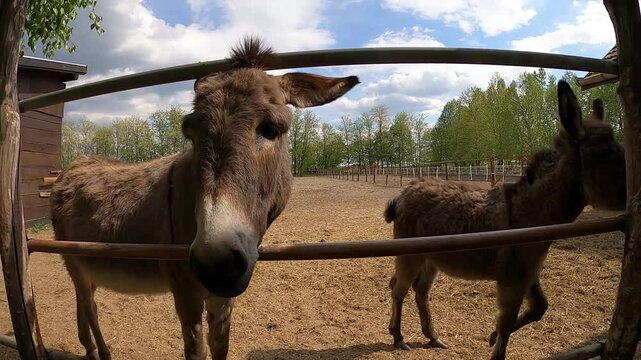 Donkeys in a pen close to the cameraman, a woman's hand strokes a donkey