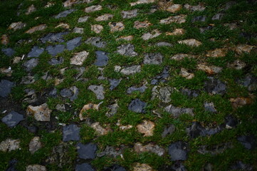 old cobblestone pavement covered with patches of green moss. The stones are wet, creating a natural glossy texture and enhancing the contrast between the dark rocks and bright greenery. A rustic, hist