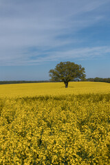 Obraz premium Eiche im Rapsfeld.