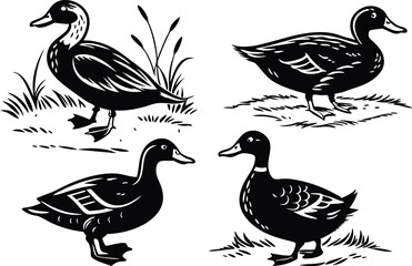 Duck. Vintage woodcut style vector illustration