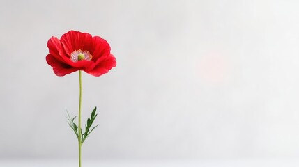 Fototapeta premium A single, vibrant red poppy dominates the image, its petals delicately unfurled. The stem and minimal leaves are visible against a simple, off-white background. The lighting is soft and even. The s