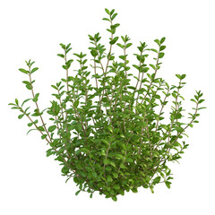 A 3D Thyme Herb Plant with Tiny Green Leaves Isolated on Transparent Background