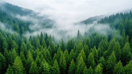 Fototapeta premium Heres a description of the image A high-resolution aerial photograph depicts a vast evergreen forest shrouded in mist. The image features dense, lush green conifers stretching to the horizon. Soft,