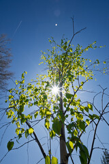 tree and sky