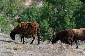 Ovejas marrones en el monte