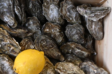 Fresh oysters on ice with lemon at a seafood market. Authentic coastal delicacy symbolizing freshness, luxury, and Mediterranean lifestyle. Perfect for seafood brands, restaurants, culinary magazines,