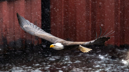 A bald eagleflys over a rainy harbor-area.