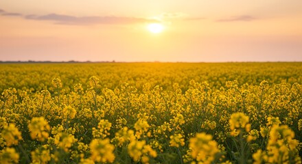 Fototapeta premium Golden Hour Rapeseed Sunset: Serene Field Bloom AI Generated