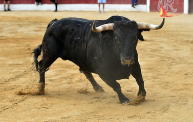 spanish bull in the bullring arena
