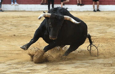 spanish bull in the bullring arena