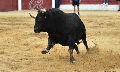 toro espa&ntilde;ol con grandes cuernos