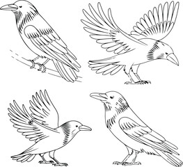 Flying Crow Vector | Dark Bird Outline and Wildlife Design