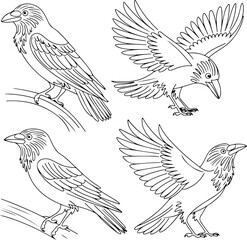 Flying Crow Vector | Dark Bird Outline and Wildlife Design