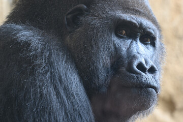 Side angle portrait of a silverback gorilla.