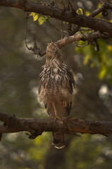 Portrait of a Changeable hawk-eagle perched on tree at Bhandavgarh tiger reserve, Madhya pradesh, India