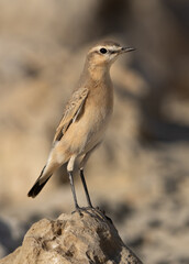 Isabelline Wheatear perched on limestone rock at Busaiteen coast of Bahrain