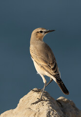 Isabelline Wheatear on limestone rock at Busaiteen coast of Bahrain