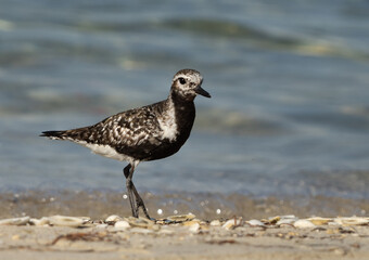 Portrait of a Grey plover in breeding plumage at Busaiteen coast of Bahrain