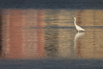 Western reef heron white morphed fishing at mameer creek, Bahrain
