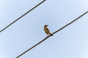  Zitting cisticola, streaked fantail warbler or Cisticola juncidis perched high on wire overhead