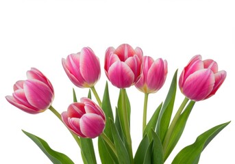 Fototapeta premium Pink tulips with delicate petals and green stems isolated on white background